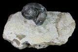 1.2" Ordovician Gastropod Fossil - Morocco - #164085-1
